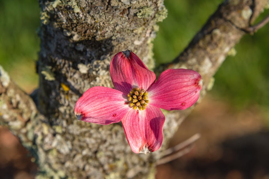 Vibrant pink flowering dogwood bloom against tree trunk, capturing spring's essence.