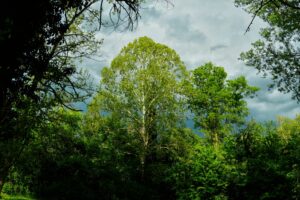 Vibrant green forest scene with a dramatic overcast sky, capturing nature's beauty and tranquility.