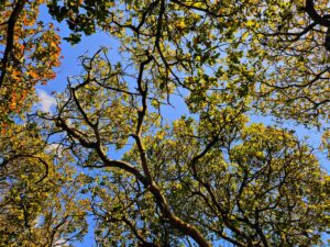 Serene view of tree branches and leaves against a vibrant blue sky in Gia Lai, Vietnam.